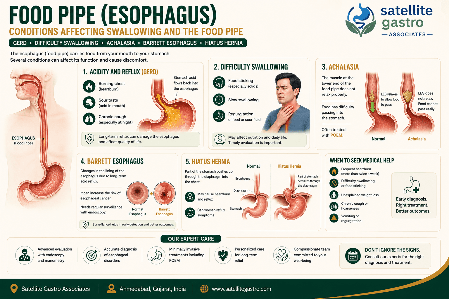 Food pipe (esophagus)
